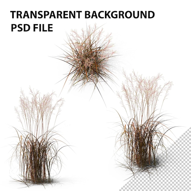 PSD tall moor grass png