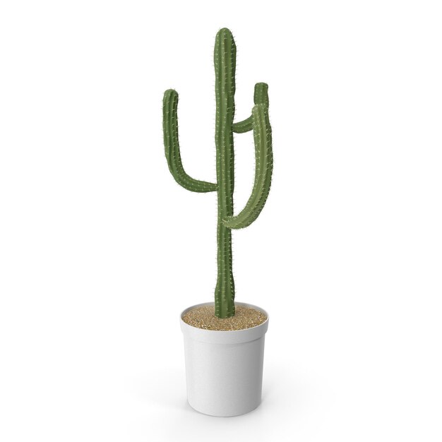Tall Potted Cactus Plant