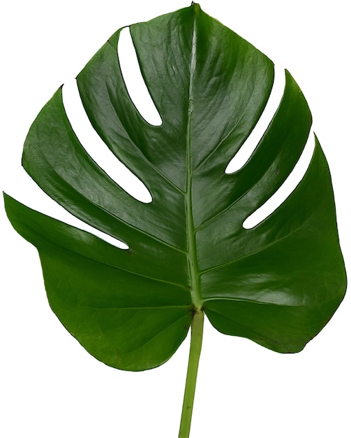 El tallo de las hojas de Monstera es recortado
