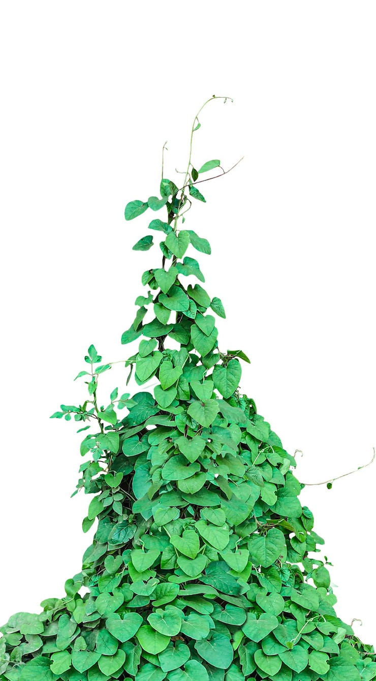 PSD tangalle en forma de vid verde en png árbol verde aislado una planta verde en un fondo transparente