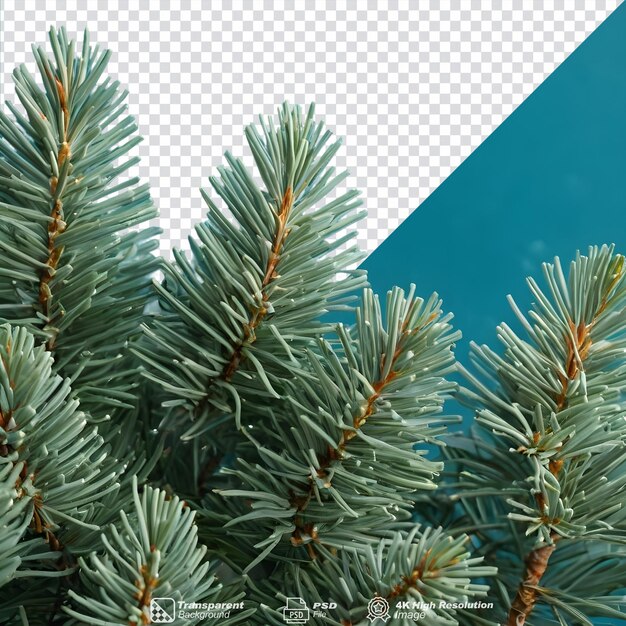 PSD tarjeta de navidad con abeto azul y ramas invernales aisladas