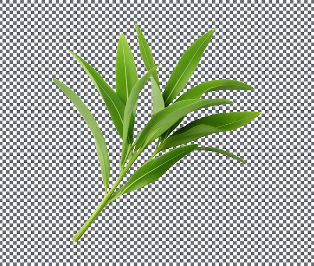 PSD tarragon isolé sur fond transparent