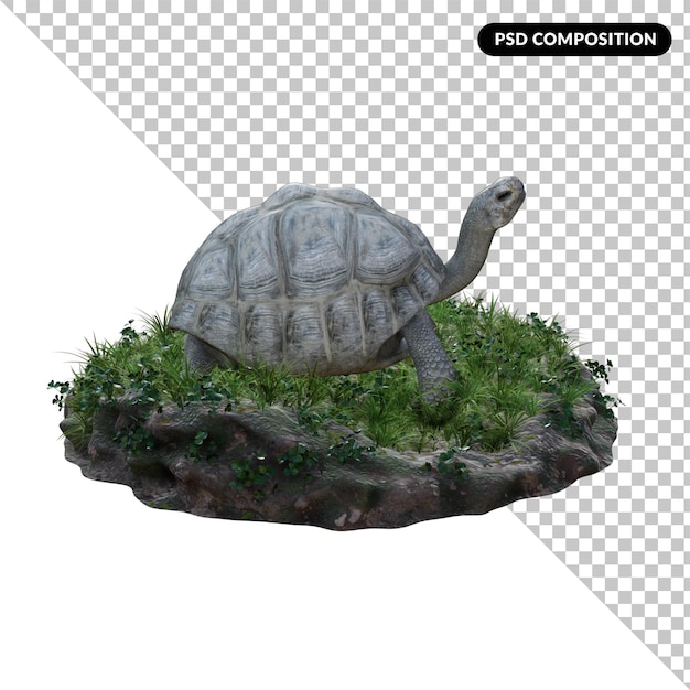 Tartaruga alfa isolada renderização em 3d