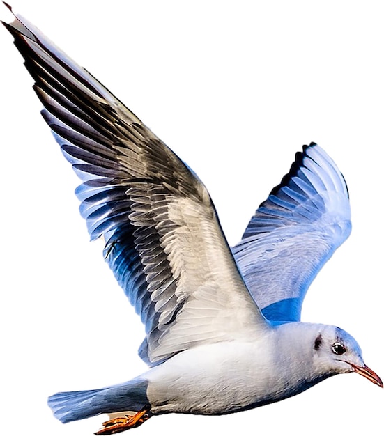 Taube fliegender ozeanischer Flieger Albatros fliegen Möwe im Flug fliegender Vogel schnell