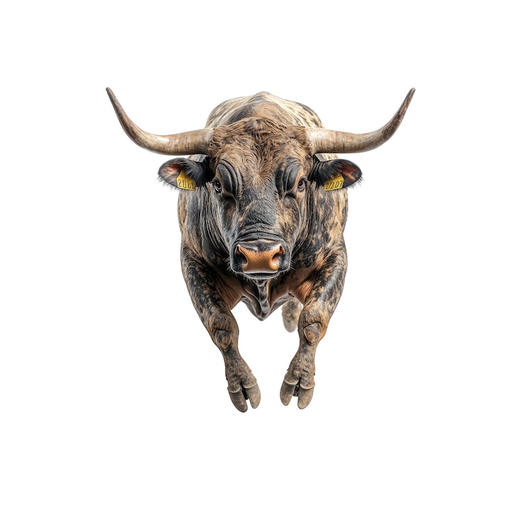 PSD le taureau de texas se dirige vers la caméra.
