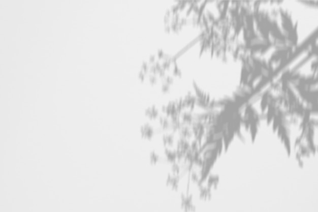 Été d&#39;ombre de fougère et de fleurs sur un mur blanc