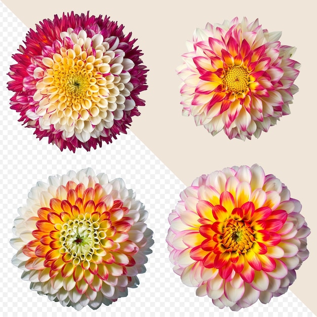 Têtes de fleurs de dahlia panachées assorties sur fond PNG transparent