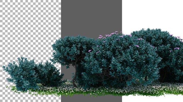 Texas Salvie Blumenstrauch auf durchsichtigem Hintergrund png 3D-Rendering