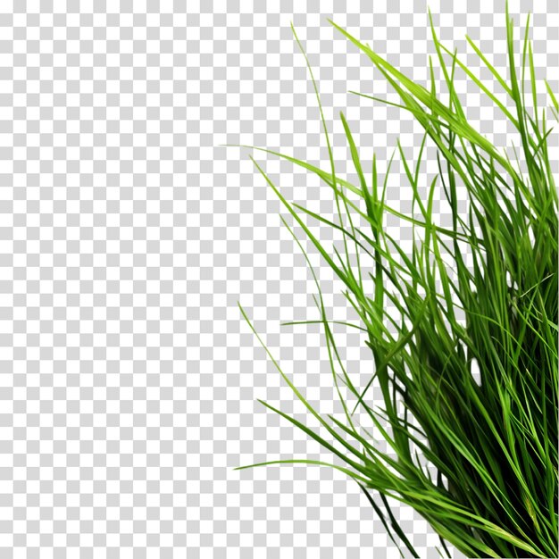 Textura de la hierba verde