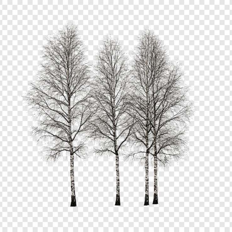PSD three bare birch trees stand tall against a white background winter trees nature scene tree trunks branches leafless cold season outdoor photography