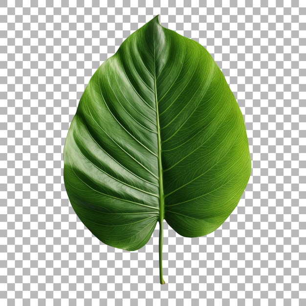 PSD ti feuille de plante sur un fond transparent