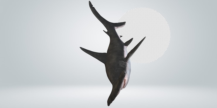 PSD tiburón martillo aislado sobre un fondo transparente