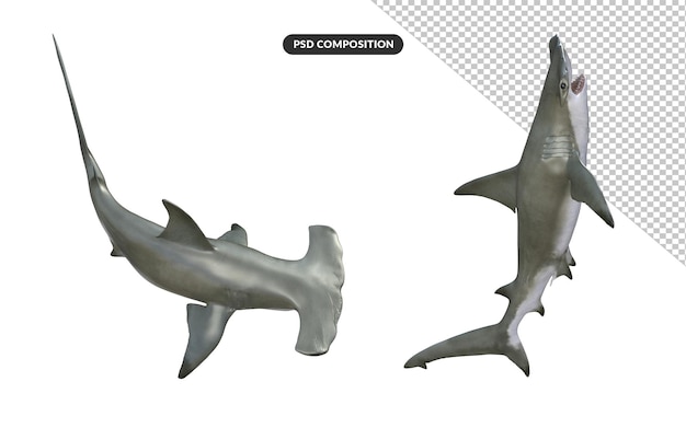 Tiburón martillo modelo 3d