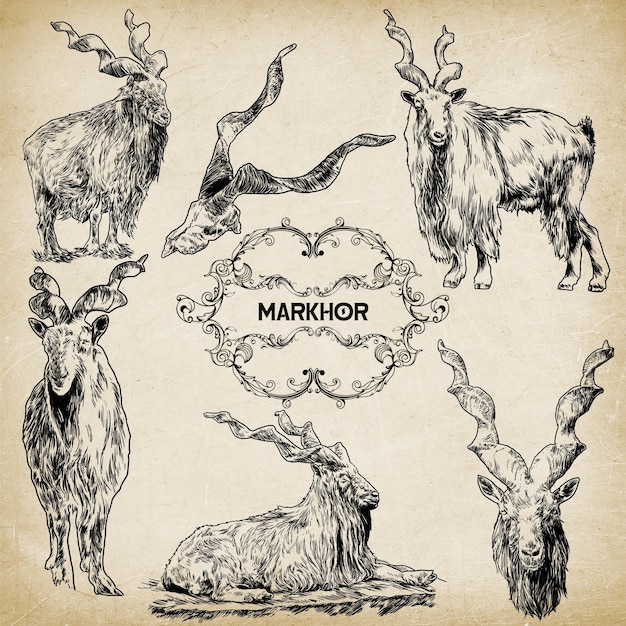 Tierillustration Design Linienkunst