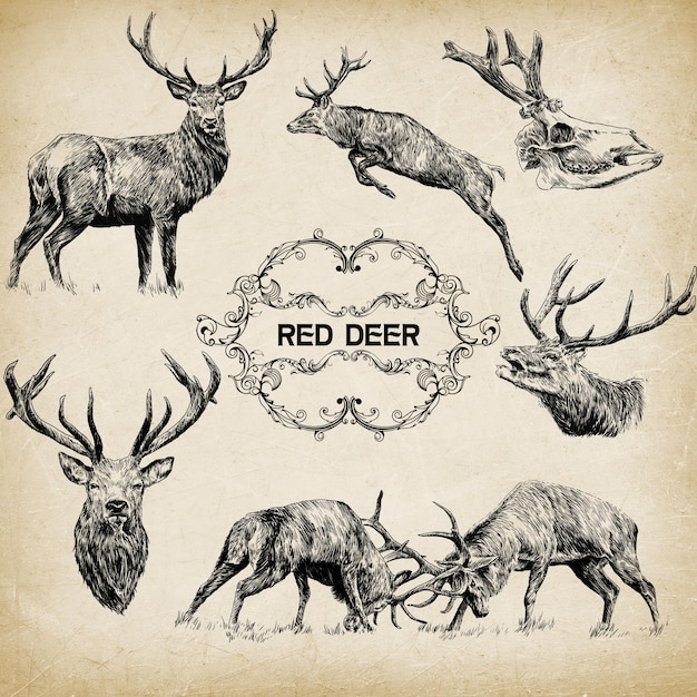 Tierillustration Design Linienkunst