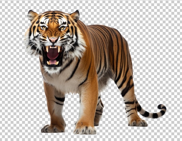 PSD tigre en colère isolé sur fond transparent
