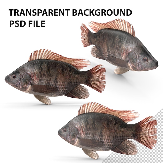 PSD tilapia-fisch png