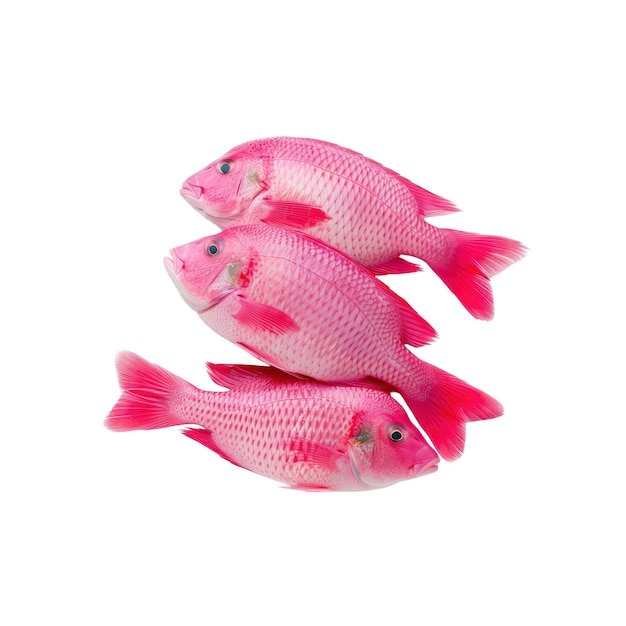 La tilapia rosada cruda aislada sobre un fondo blanco