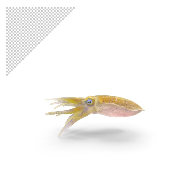 PSD tintenfisch png