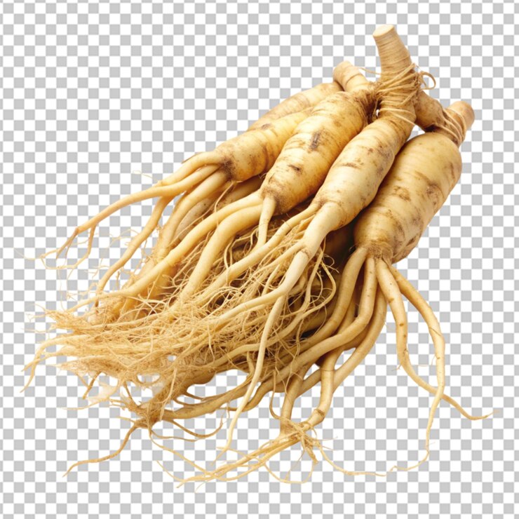 PSD tipo de hierba raíz de ginseng panax forma de hierba de ginseng raíz seca objeto aislado en fondo limpio