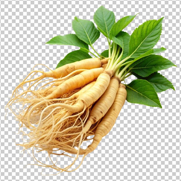 Tipo de hierba raíz de ginseng Panax Forma de hierba de ginseng Raíz seca Objeto aislado en fondo limpio