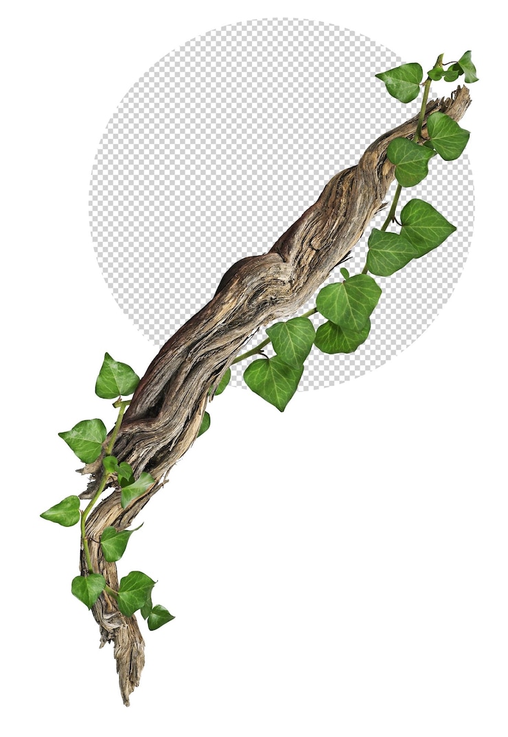 PSD tissage de lierre sur morceau de bois sur fond transparent