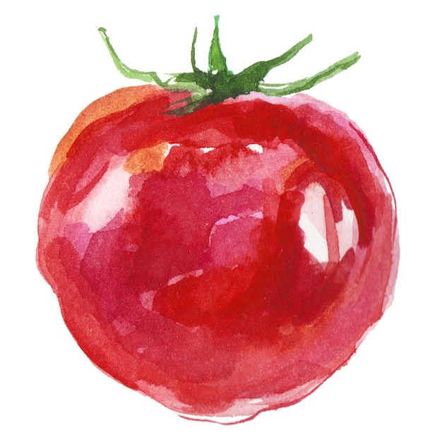 Tomate pintado con acuarela Elemento de diseño de alimentos frescos dibujado a mano aislado sobre fondo blanco
