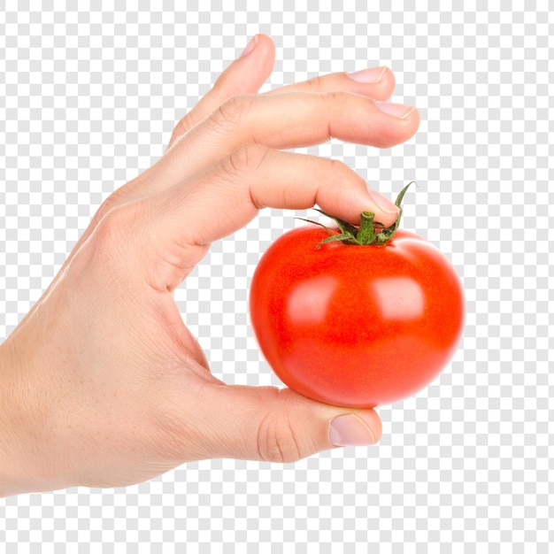Tomate rojo en la mano