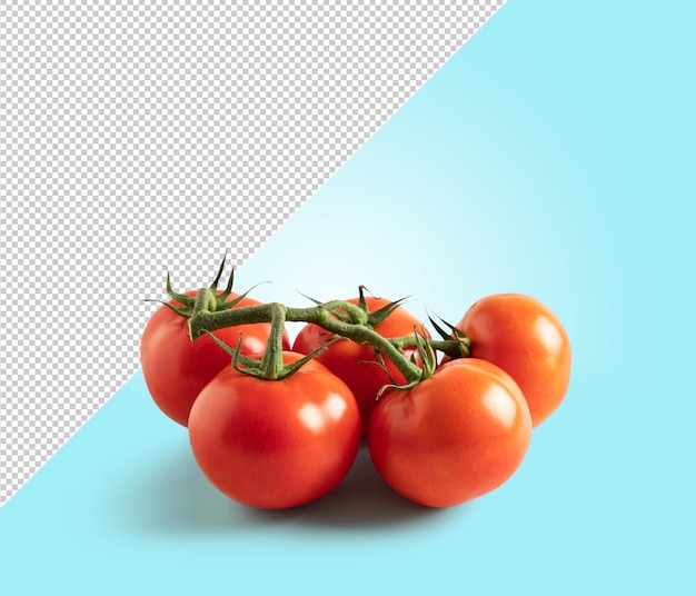 Tomato on blue background with copy space