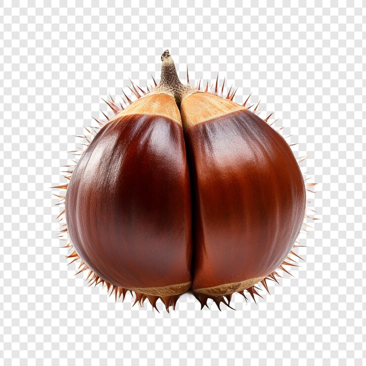 PSD tongan chestnut fruit isolated on transparent background