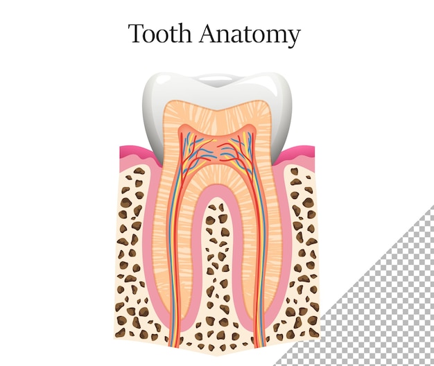 Tooth Anatomy cheek tooth Dental infographics
