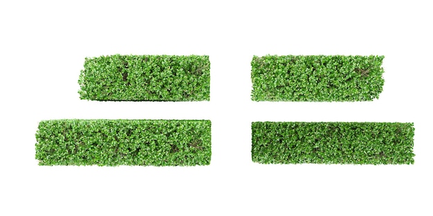 PSD top-ansicht von wunderschönen boxwood-pflanzen, die auf durchsichtigem hintergrund isoliert sind realistische 3d-rendering 3d-illustration