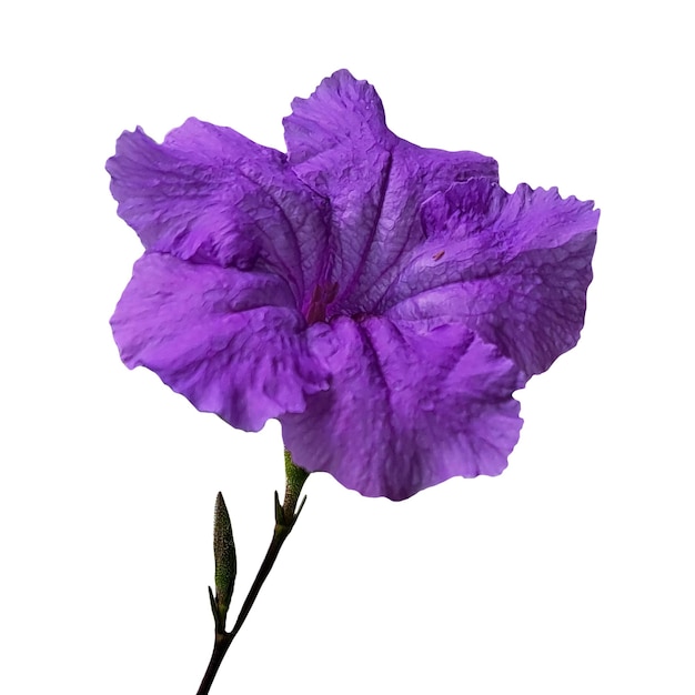 Top-Aufnahme einer lila Blume ohne Hintergrund für eine Collage