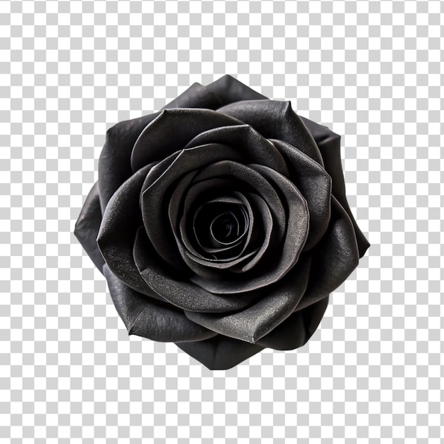 PSD top-view eine schwarze rose, die auf einem durchsichtigen hintergrund isoliert ist