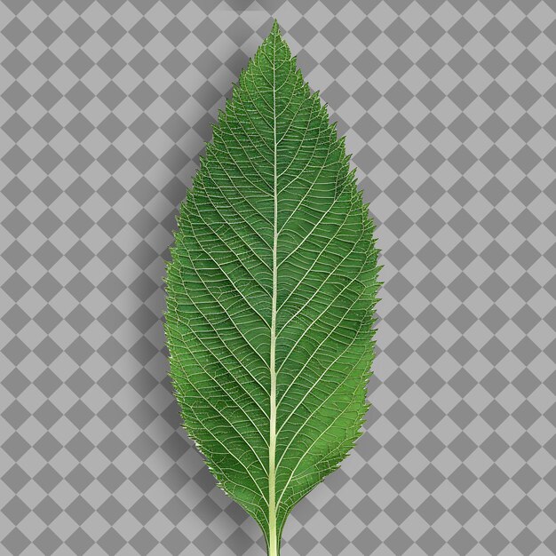PSD top view objet de png arbre à feuilles isolées et délices floraux dans des dessins numériques époustouflants