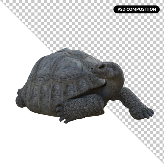 PSD tortue animal isolé rendu 3d