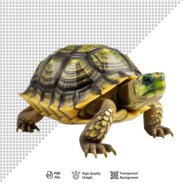 PSD une tortue verte sur un fond transparent