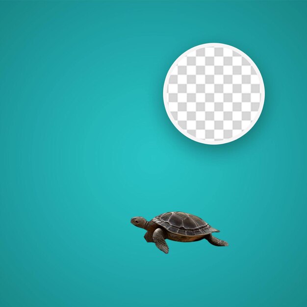 PSD la tortue