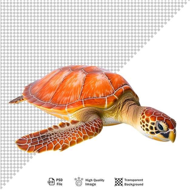 PSD tortuga marina sobre un fondo transparente