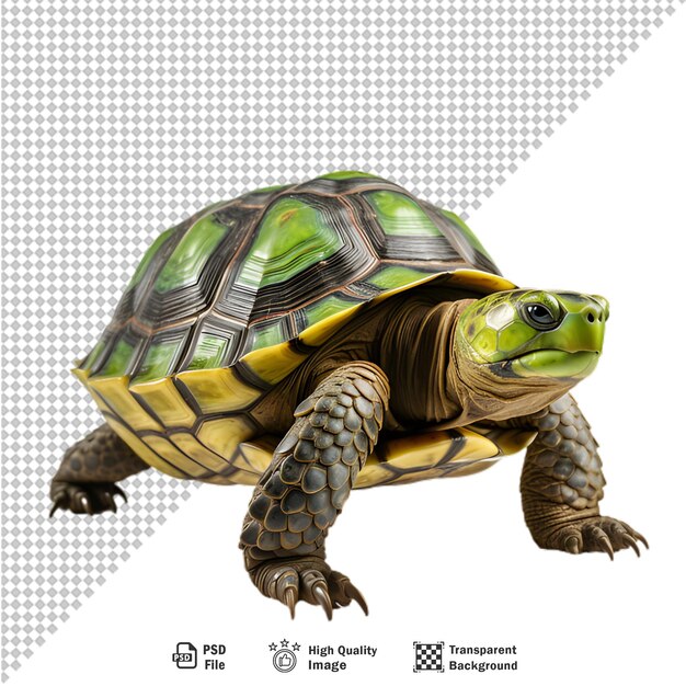 PSD tortuga verde en un fondo transparente