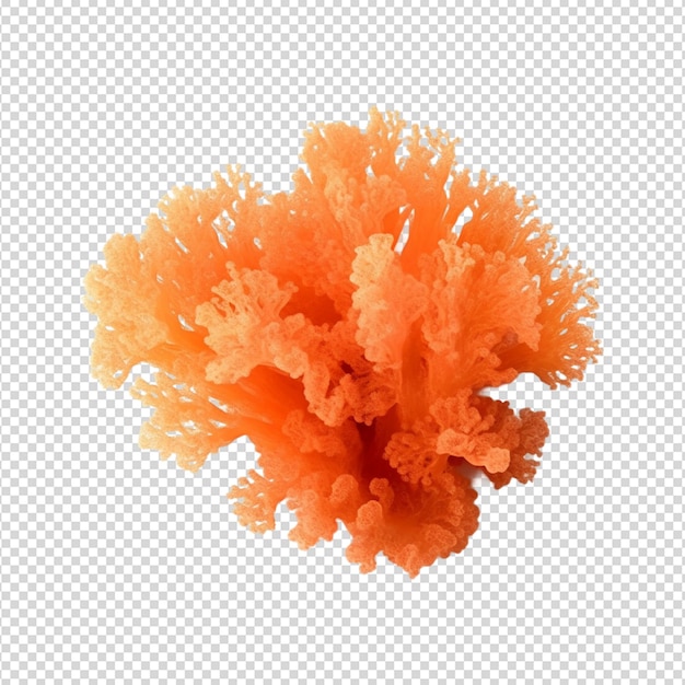 PSD toter seeanemone png