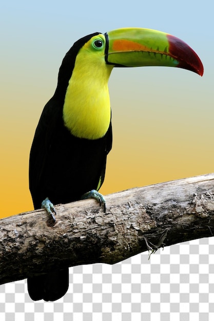 Toucan bird on a branch with a white background, transparent png