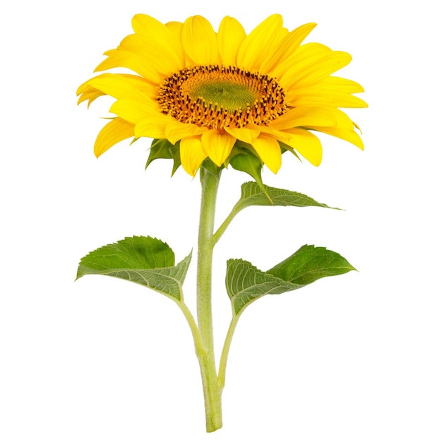 Le tournesol jaune sur un fond vide
