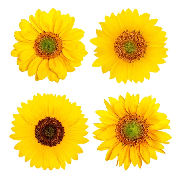 Des tournesols jaunes sur un fond blanc