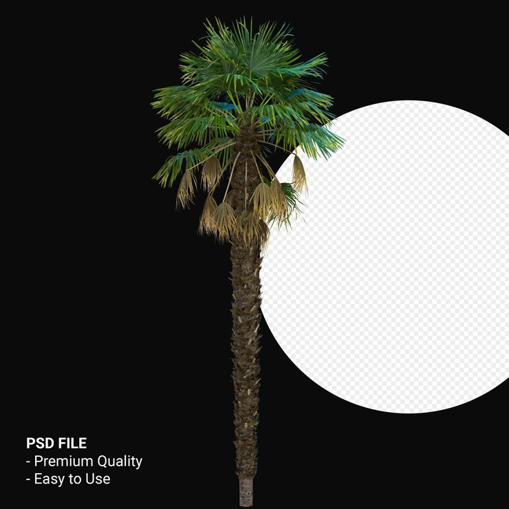 PSD trachycarpus takil 3d render aislado