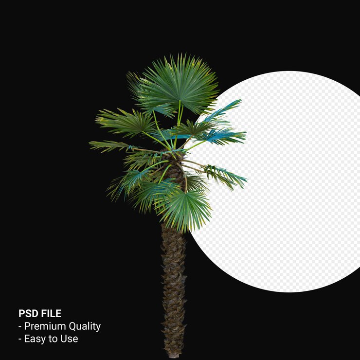 PSD trachycarpus takil 3d render aislado