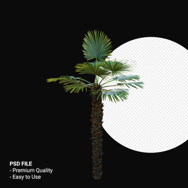 Trachycarpus Takil 3d render isolé