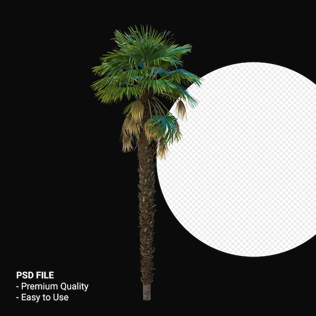 Trachycarpus Takil 3d rendering isolato