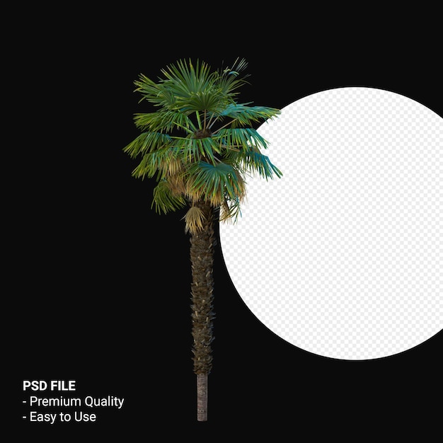 Trachycarpus Takil 3d rendering isolato