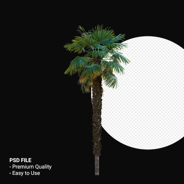 Trachycarpus Takil 3d rendering isolato